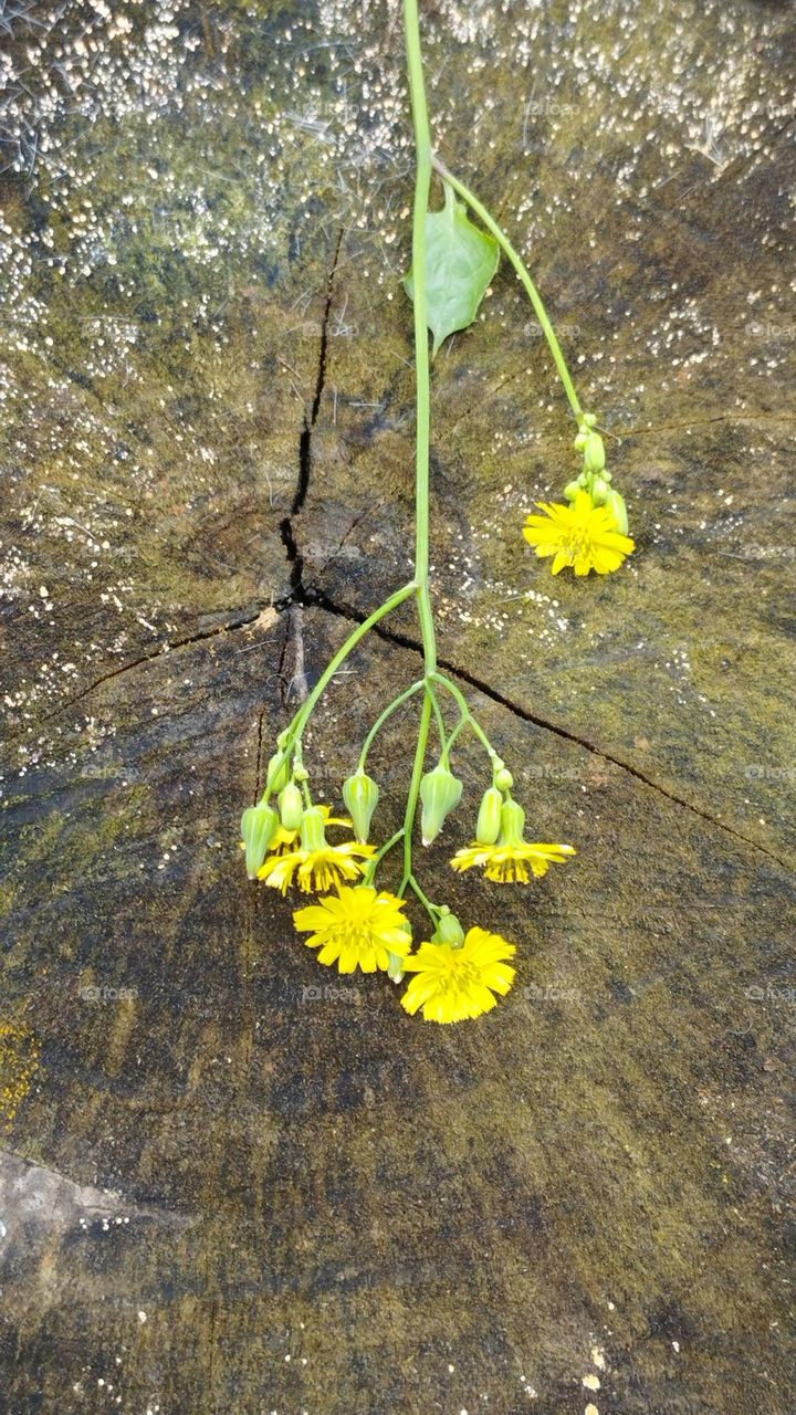 Delicate and beautiful