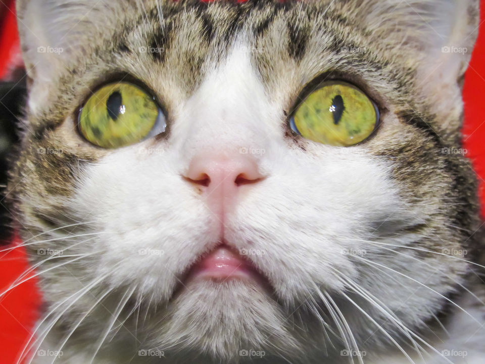 cat looking up at camera with big eyes