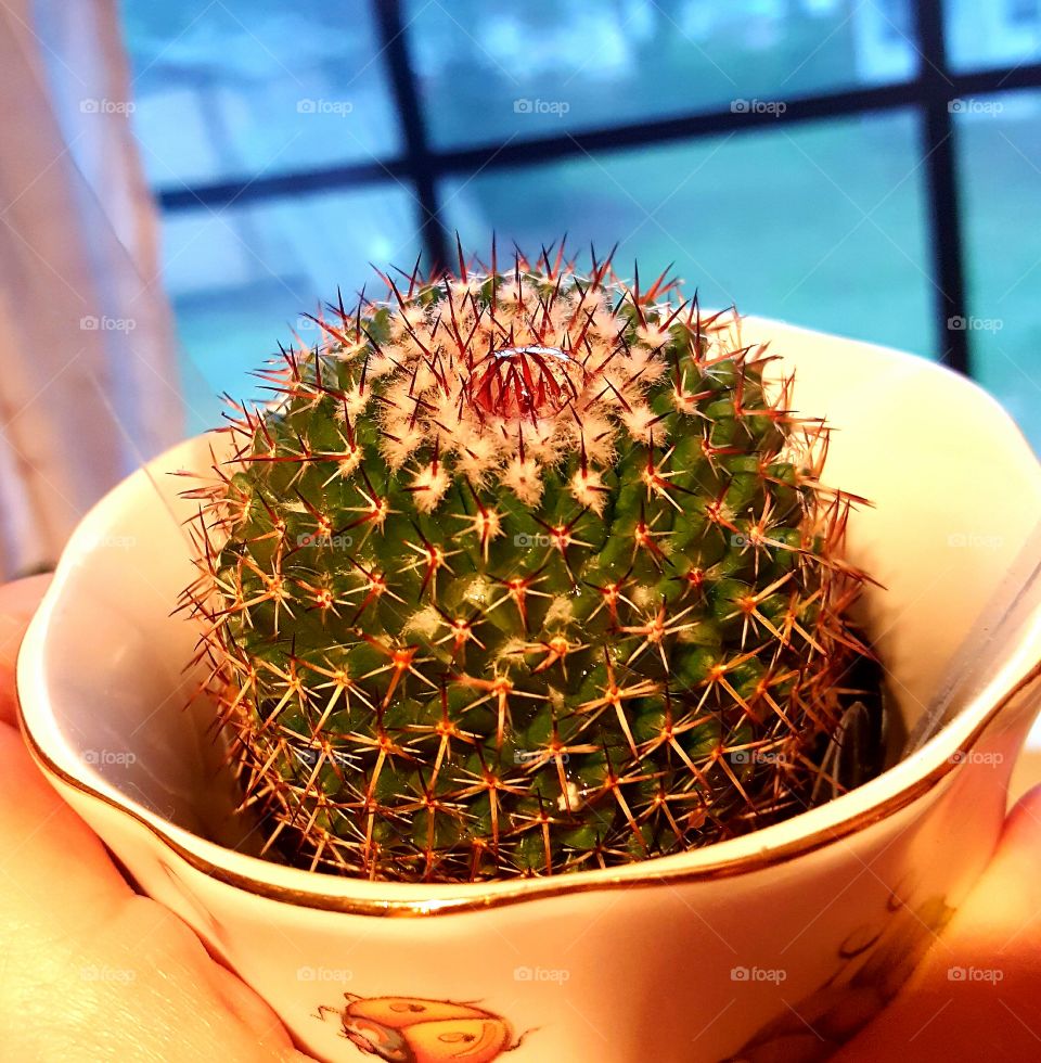 Cactus with water drop