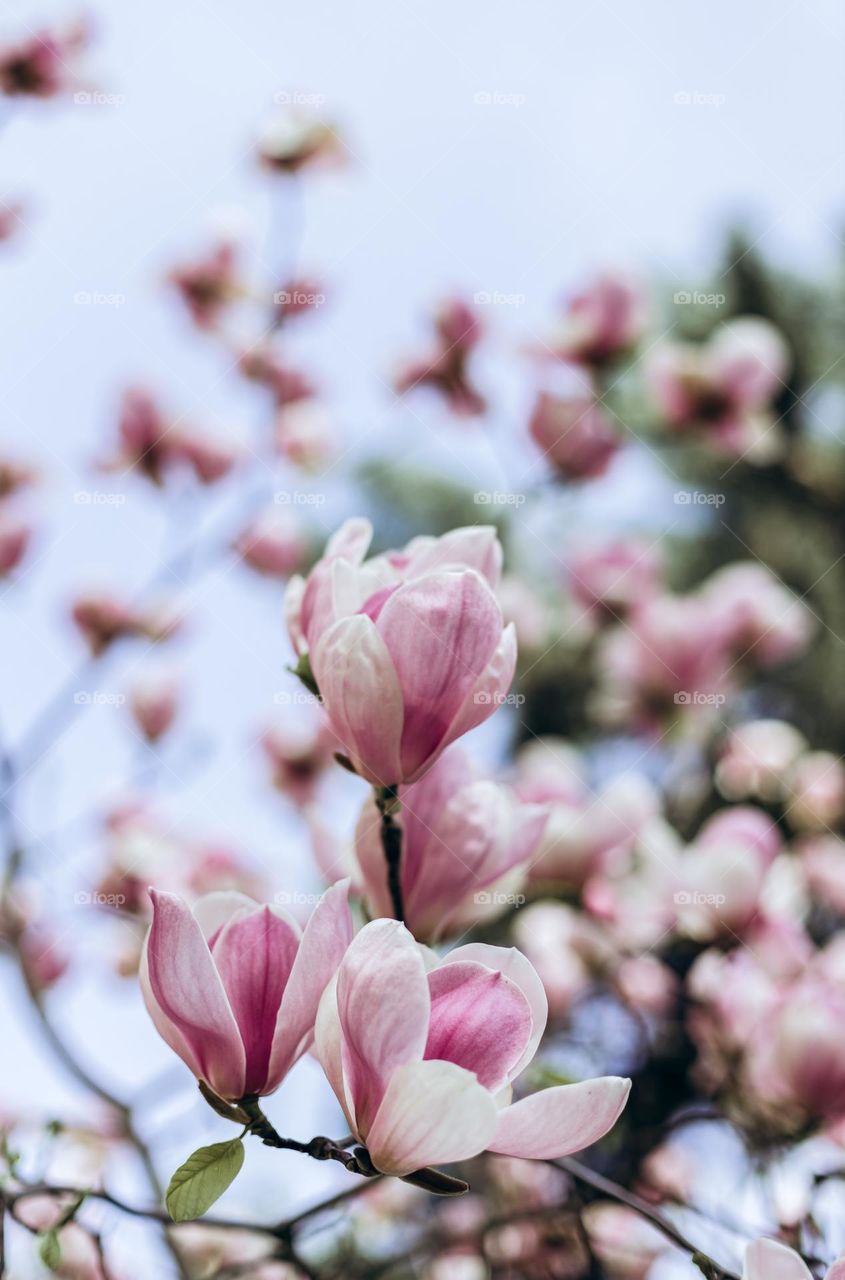 magnolia flowers in the garden