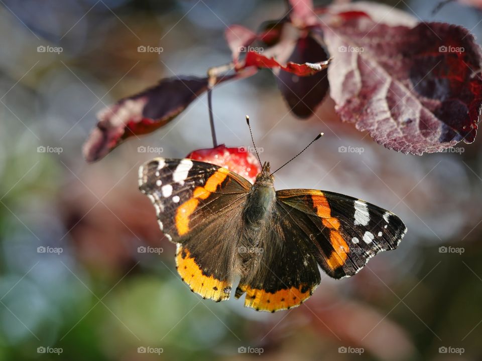 Close up of red admiral butterfly on purple leaf plum