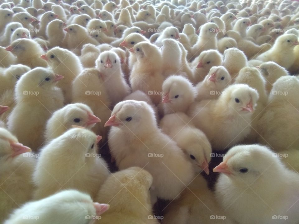 commercial layer Chicks