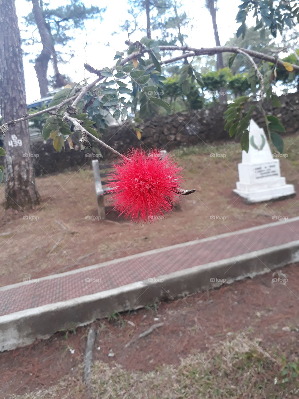 flower in park