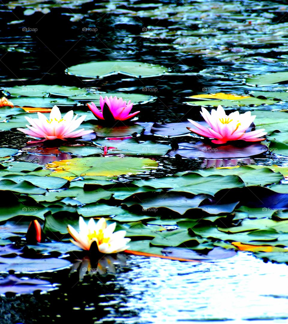 water lily Pond like summer Dublin Ohio Bloom paddle floral color