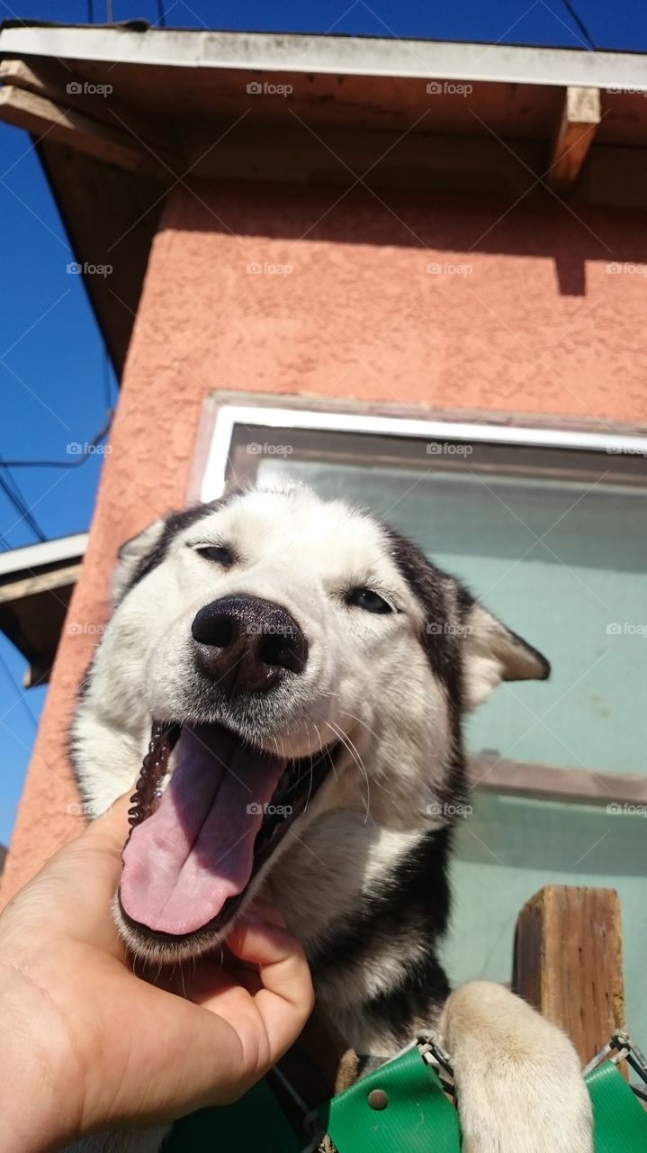 happiest dog on earth