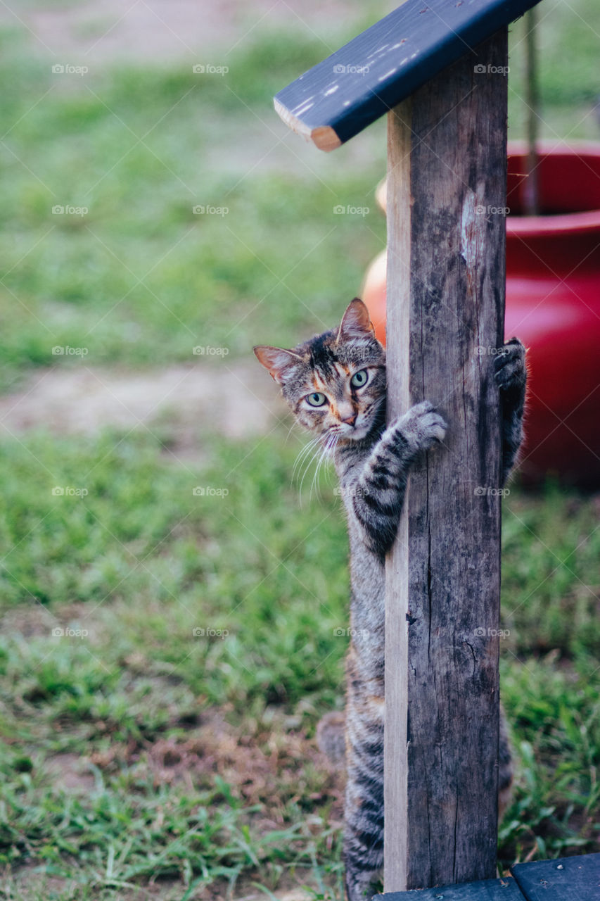 Tomcat Scratching on a Porch Post