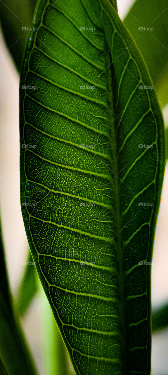 Plant leaf