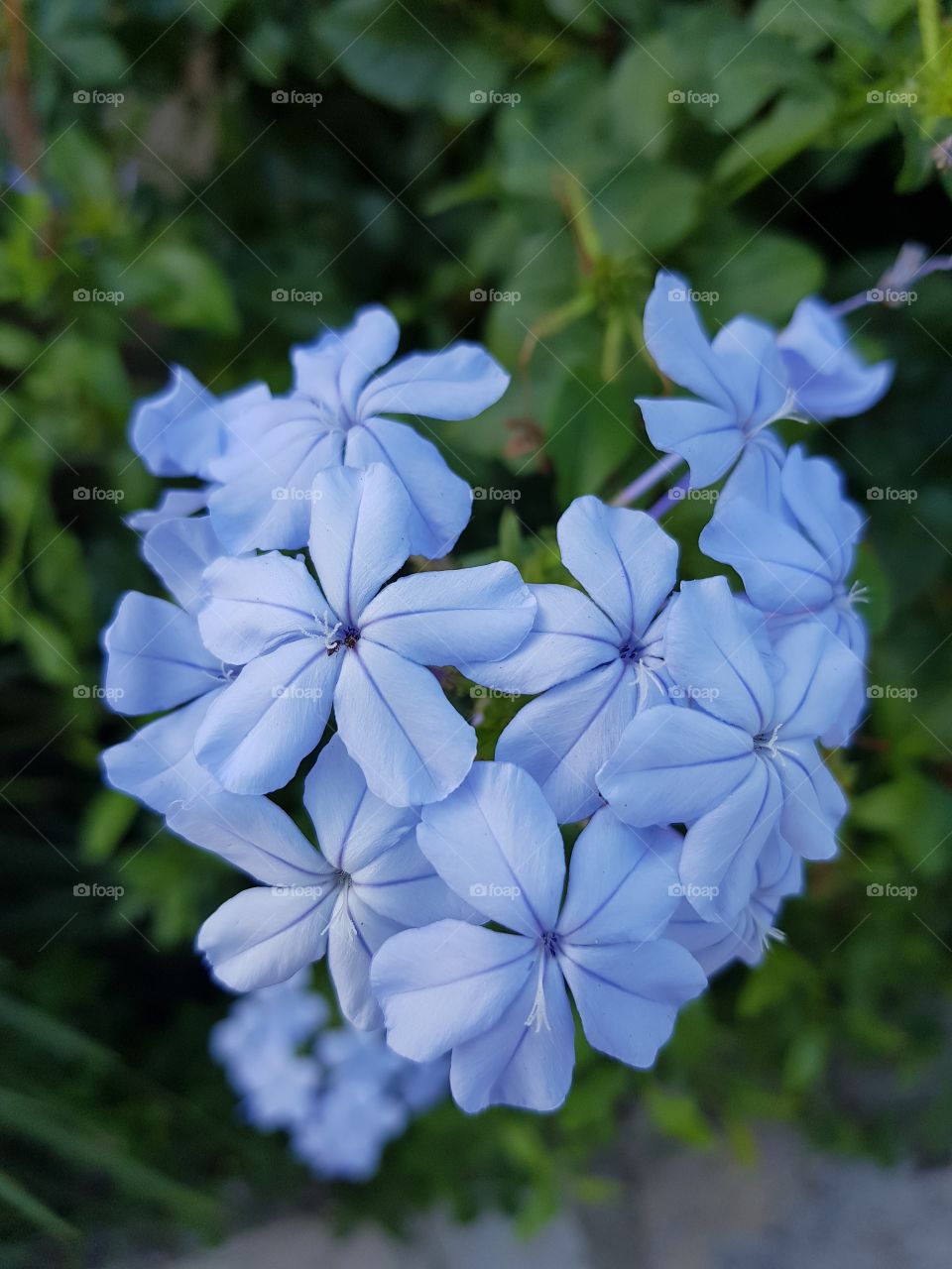 Flor azul