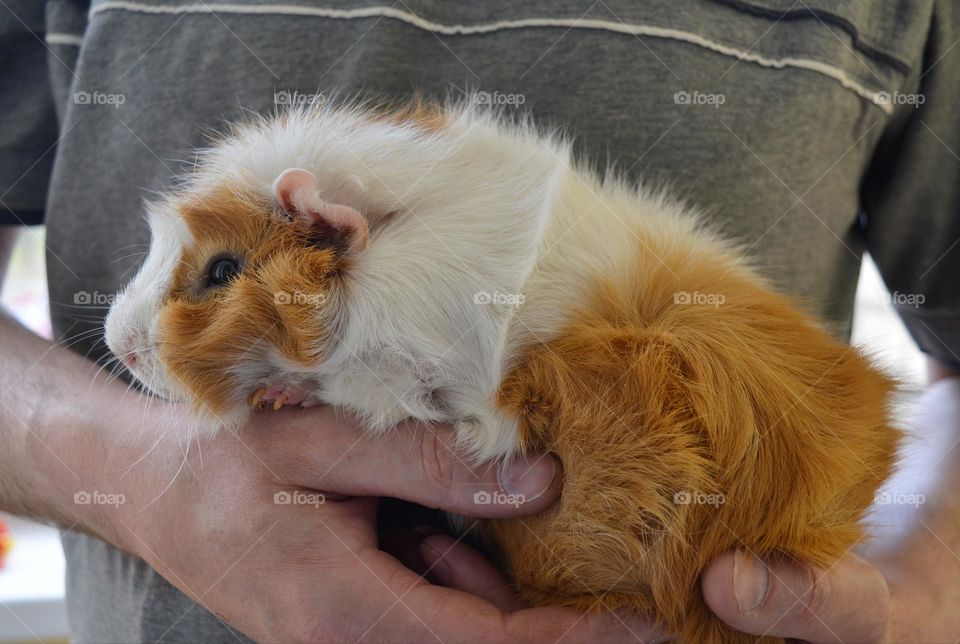 guinea pig beautiful portrait in the hands, love pet