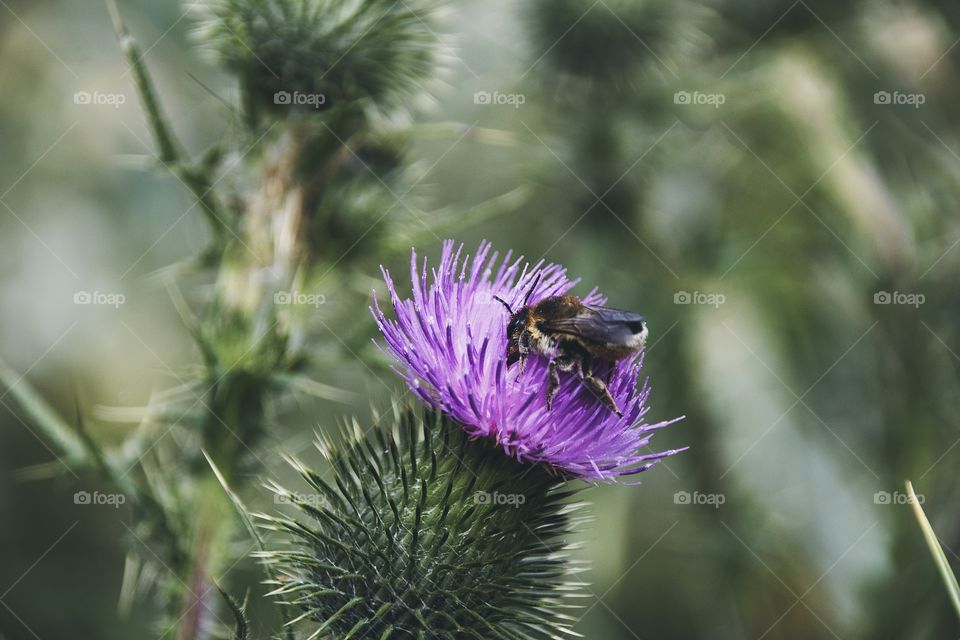 bumblebee on a thistle