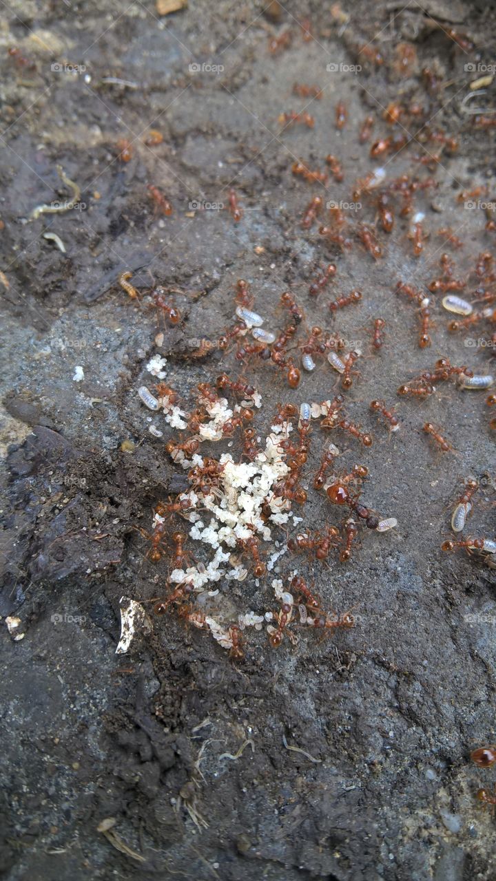 ant's eggs