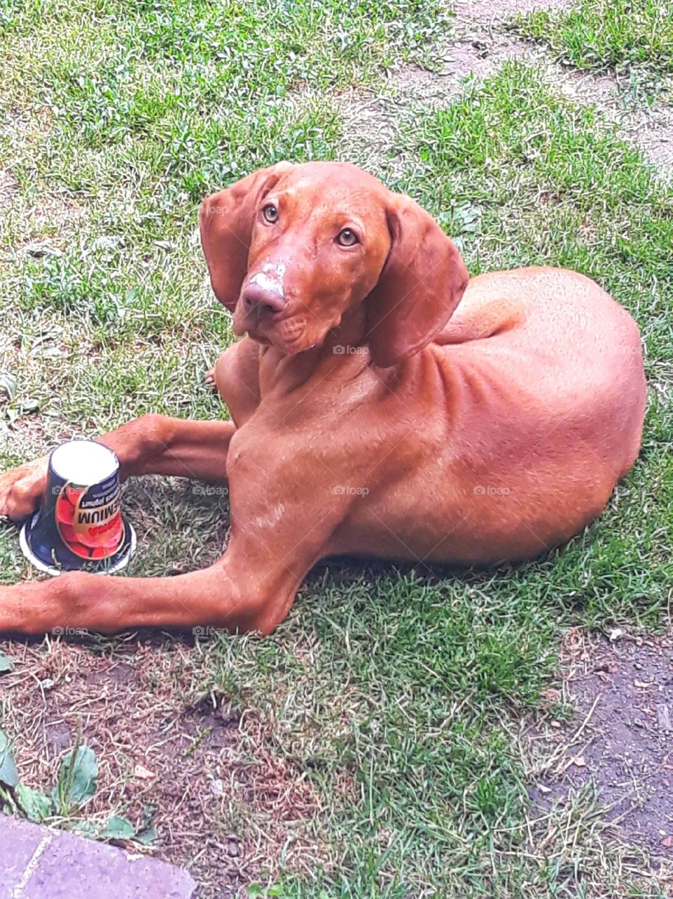 A happy dog relaxing and eating  outside