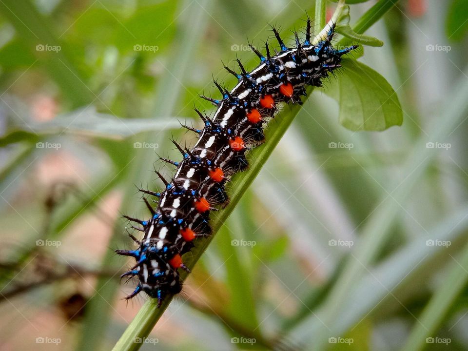 Doleschallia bisaltide ( caterpillar )