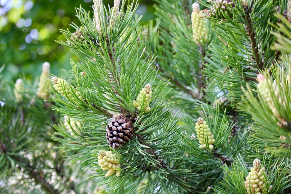 Just beautiful picture of greenery 