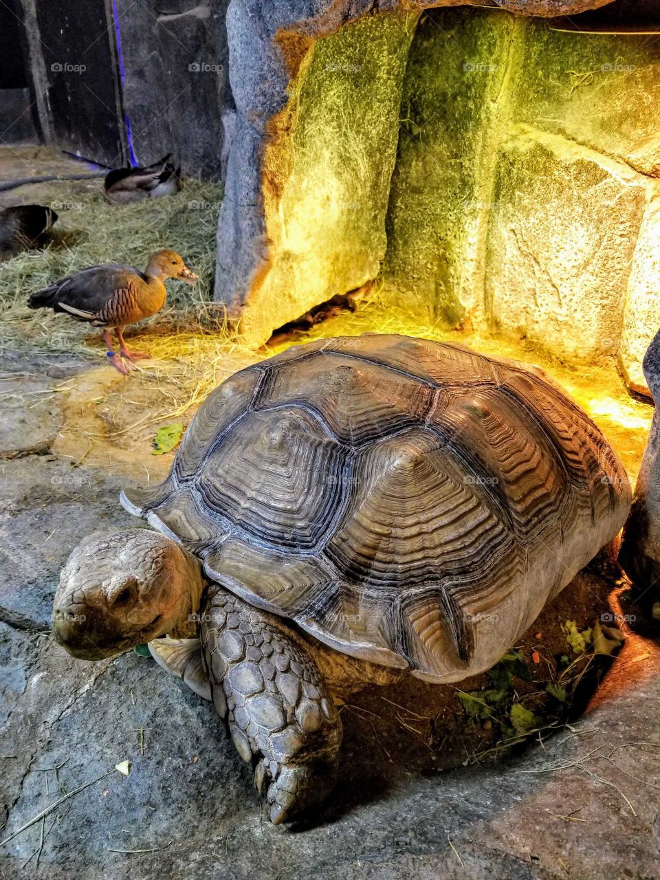 A giant tortoise walks away from the camera at Austin Aquarium, Texas.