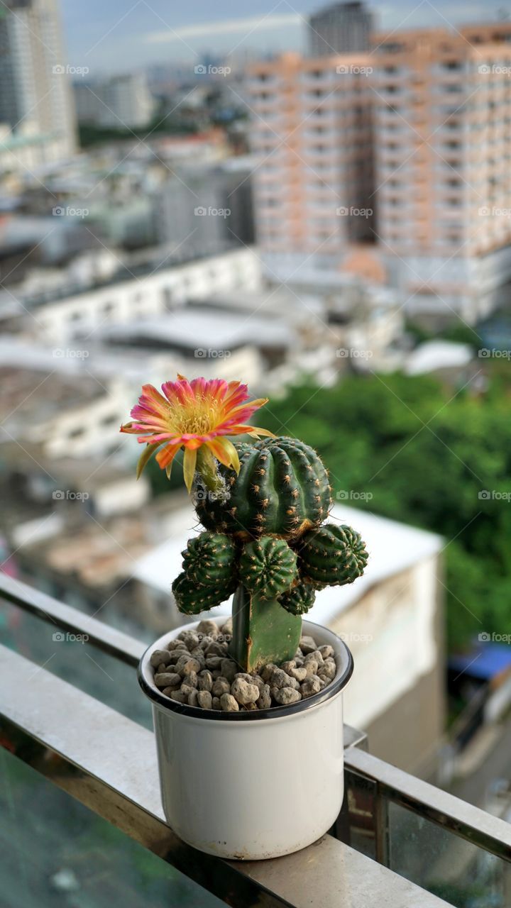 cactus lobivia flower