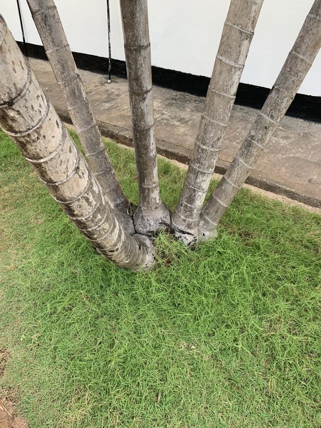 Base of trees