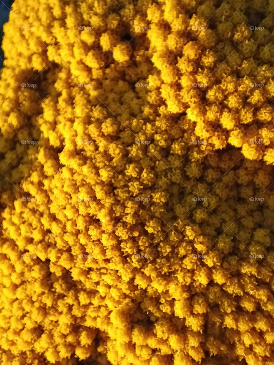 Close-up of the blossom of a yellow yarrow