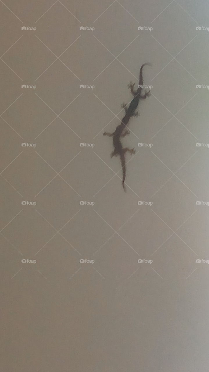 two lizards bite each other