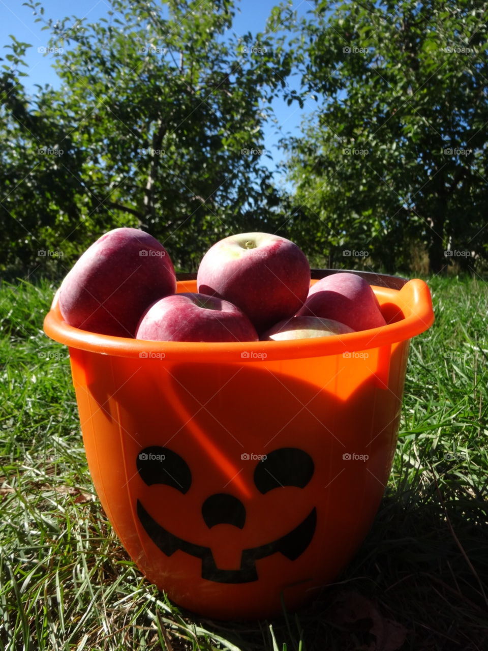 A pumpkin bucket filled to the brim with delicious apples picked from Mack’s Apples farm in Londonderry, New Hampshire on a sunny, fall day!