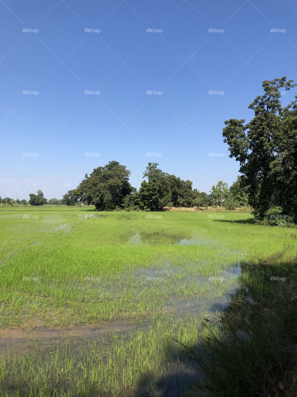 The signs of the cultivated , countryside 