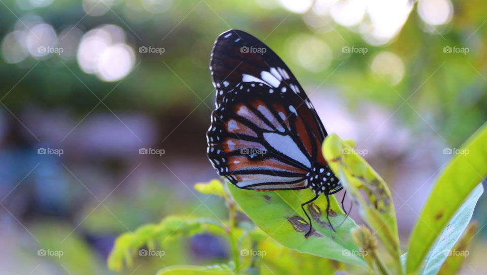 Butterflies on the beach . . .