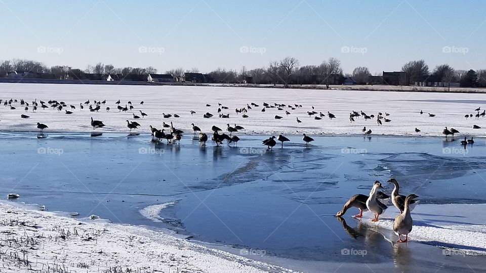 Bird, Winter, Water, Snow, Duck