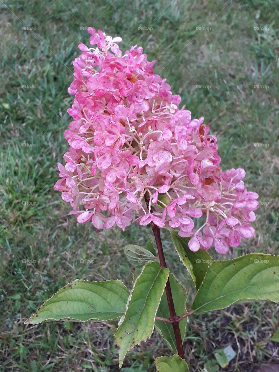 pink bouquet hydrangea