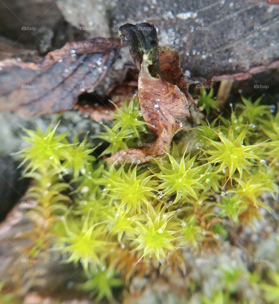 moos plant pflanze grün bodem