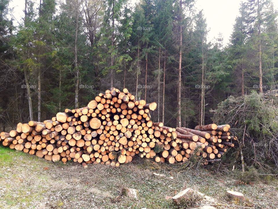 дрова лес