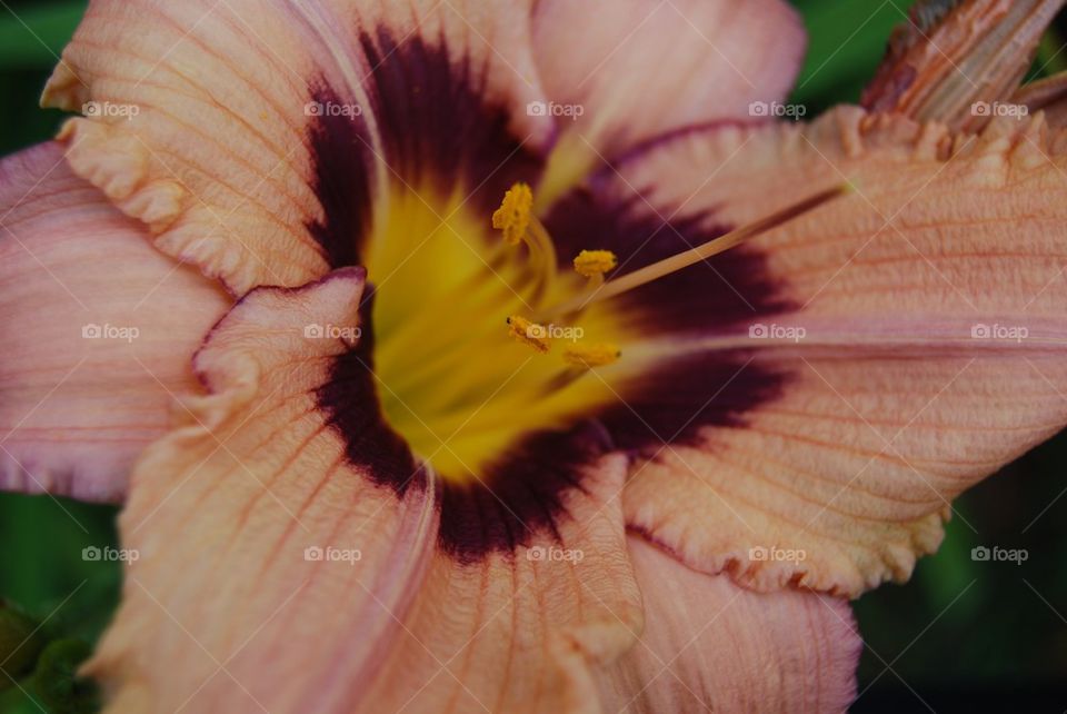 Daylily peach with dark center