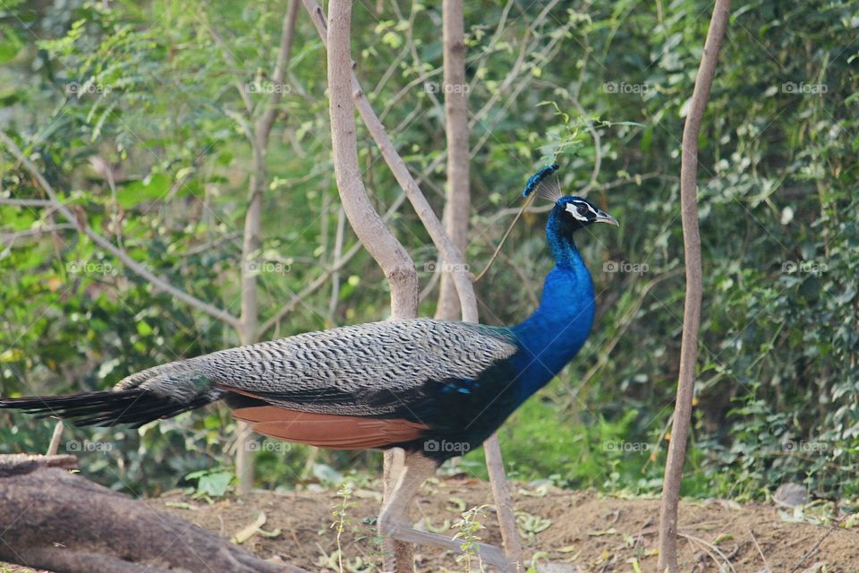 Peacock walking in the garden