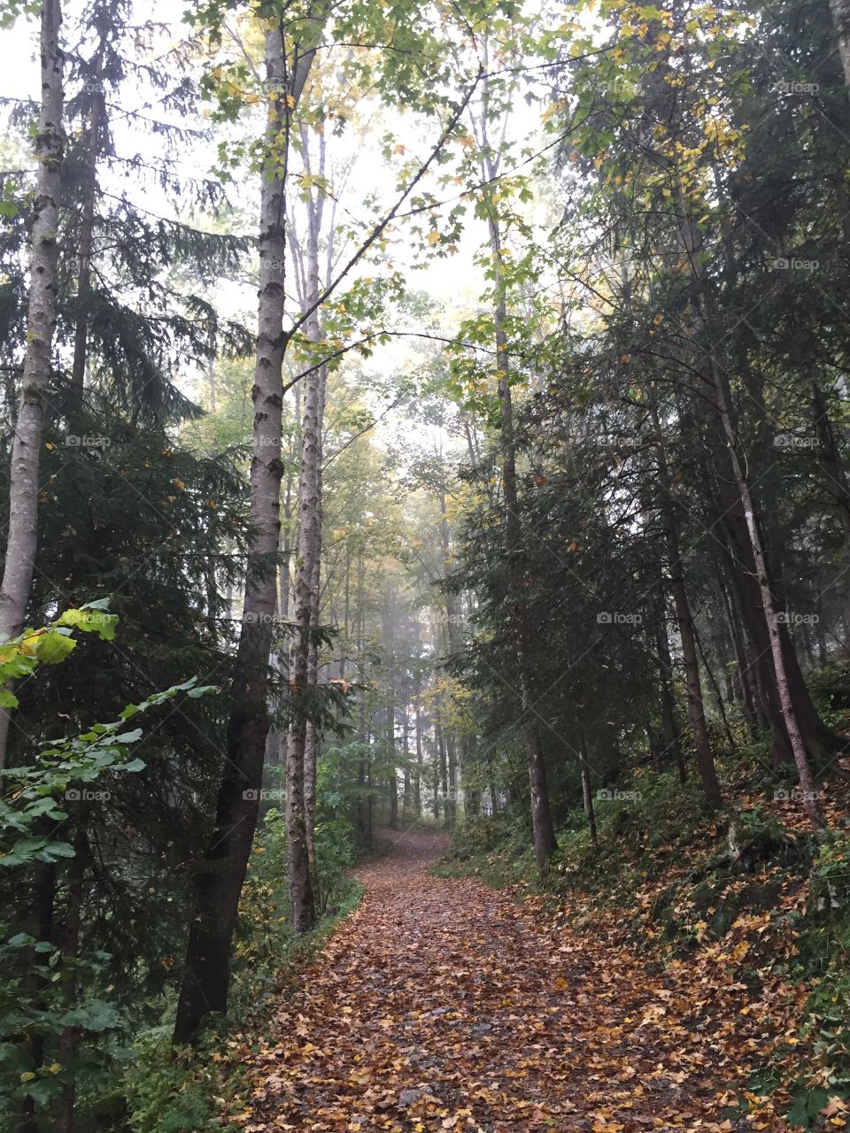 Wood, Tree, Nature, Landscape, Leaf