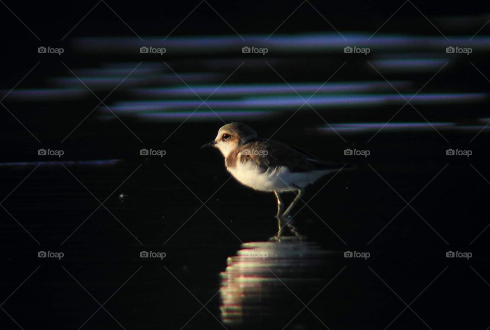 Kentish plover. Solitary shorebird in category of small size. The bird get feedimg well along the time of afternoon . Flyng , keep feeding , and go away .