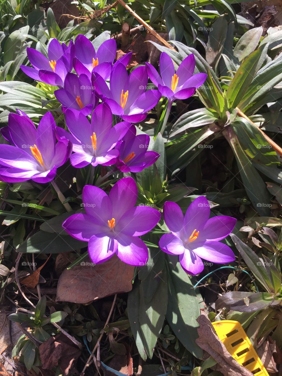 Spring flowers