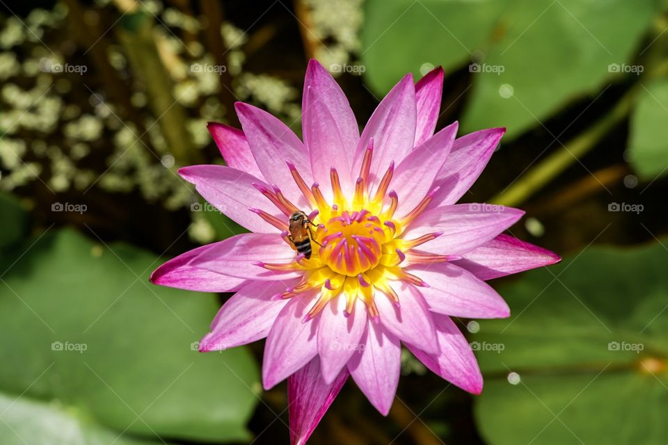 Lotus