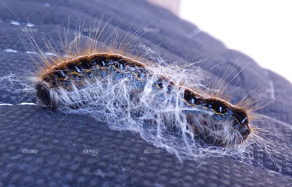 Cocoon on a blanket