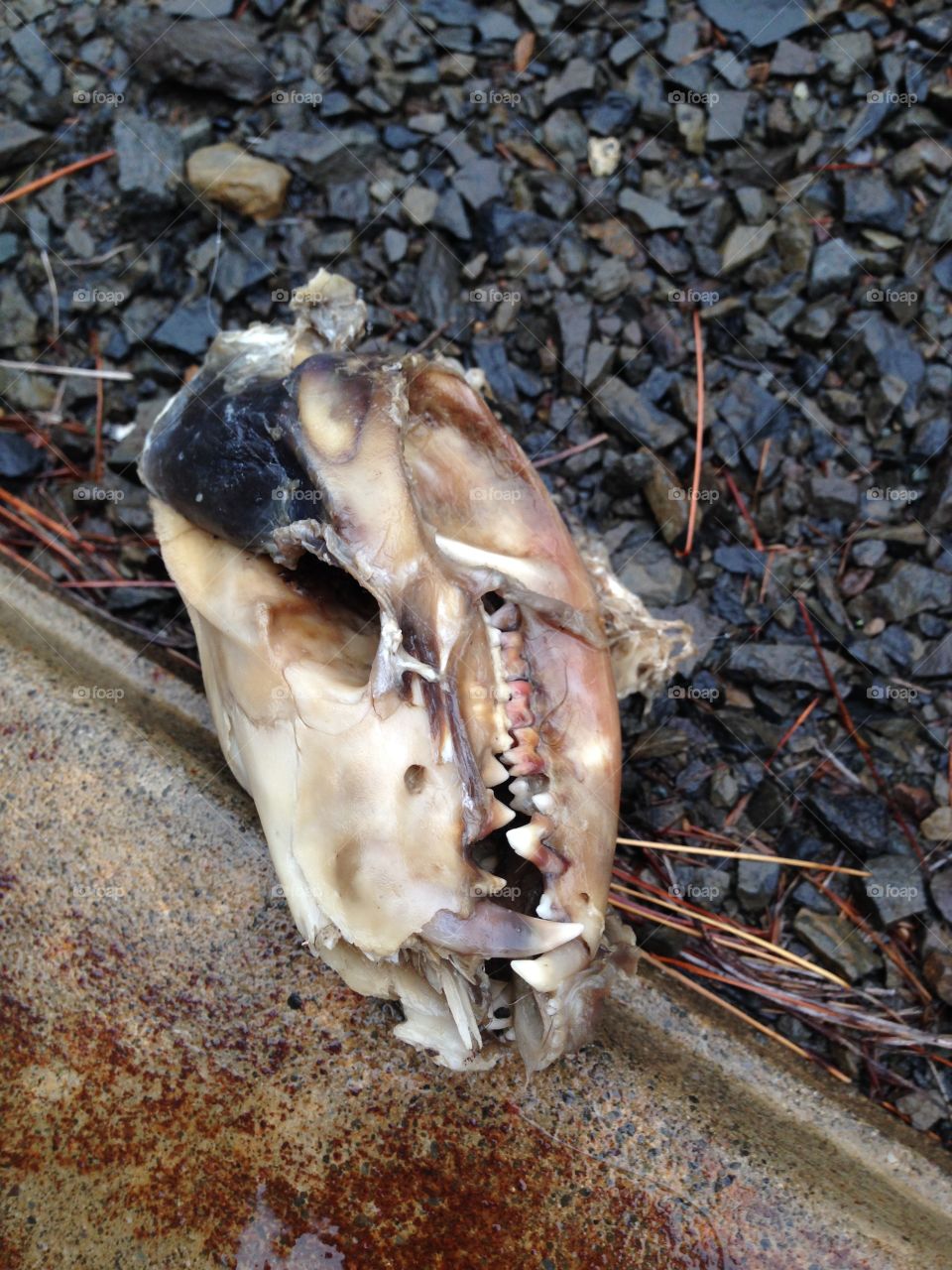 Dead animal skull