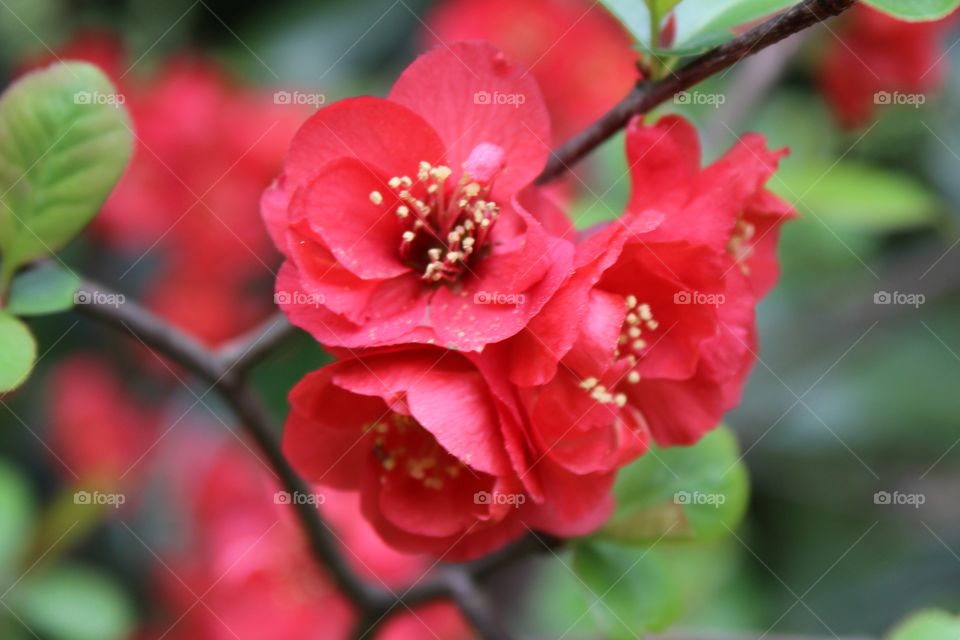Red blossoms 