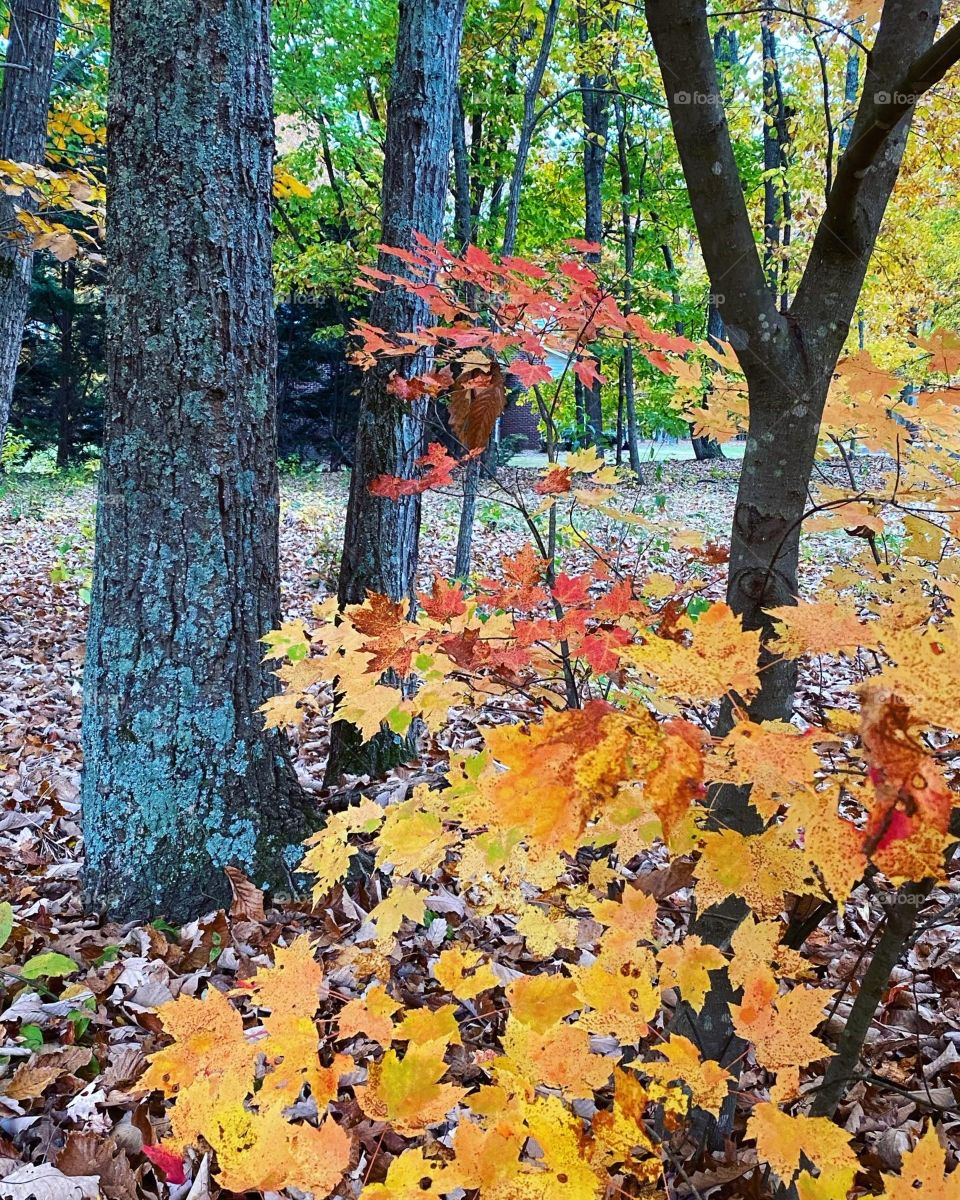 Orange Leaves 