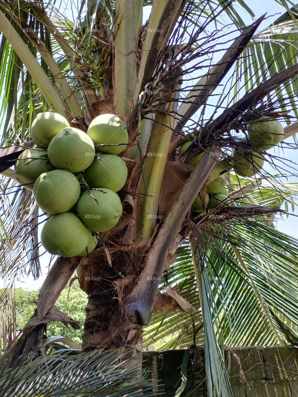 Coconut Tree