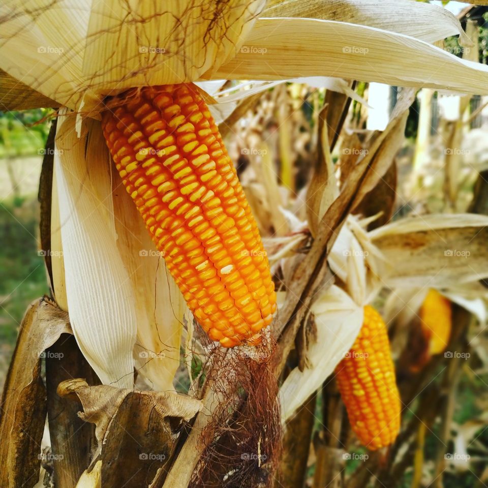 corn and petals farm, harvest sesion