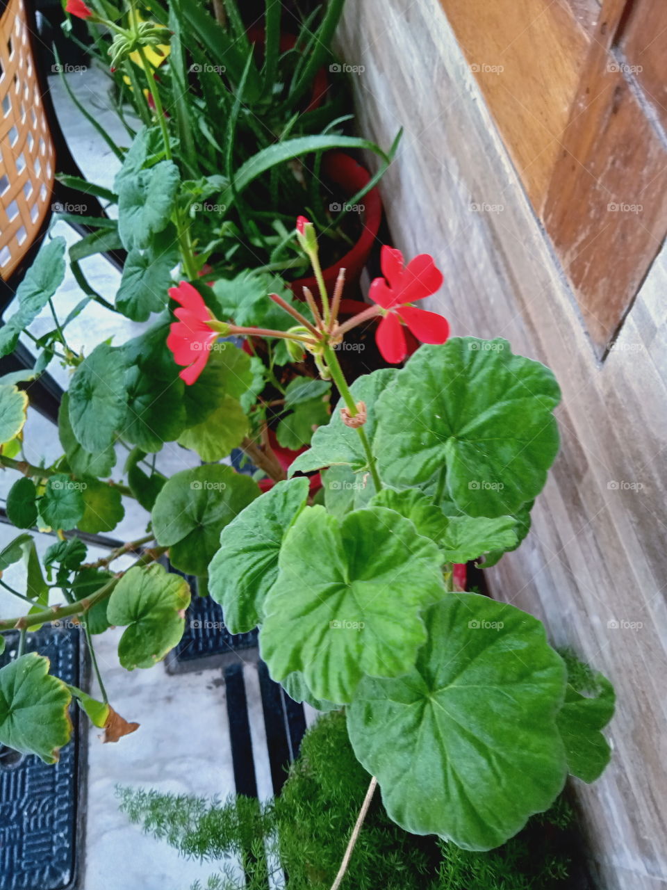 Red in the green world