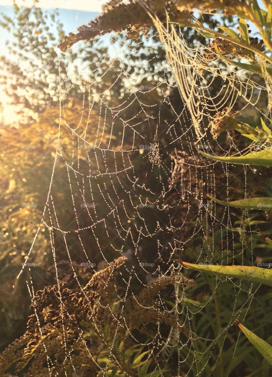 Close-up of wet spiderweb