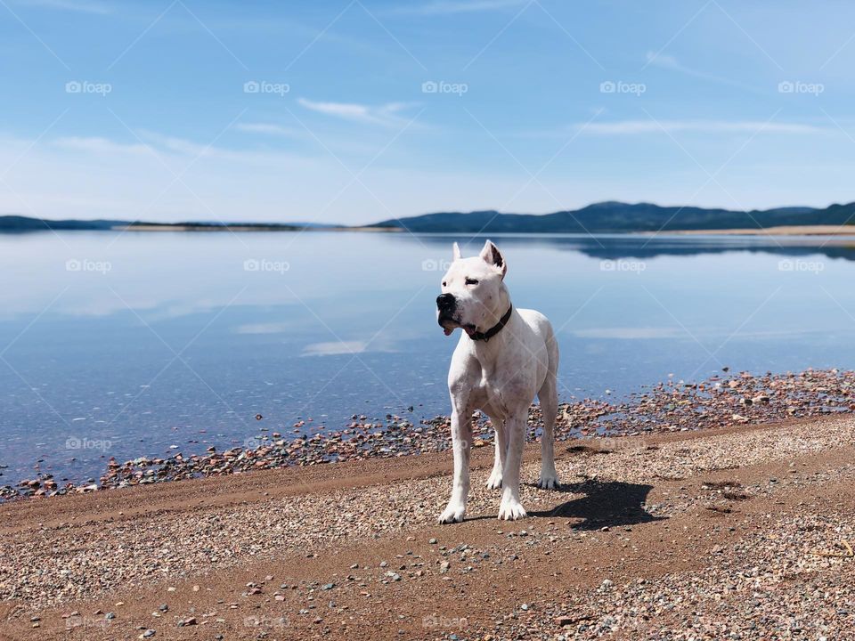 The calmness that this photo brings - A Dogo Argentino at the lake in Newfoundland 