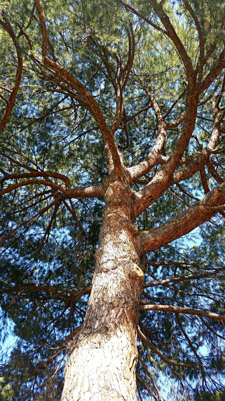 Towering Pine Tree
