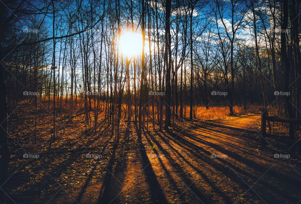 Sunshine through the trees with a blue sky