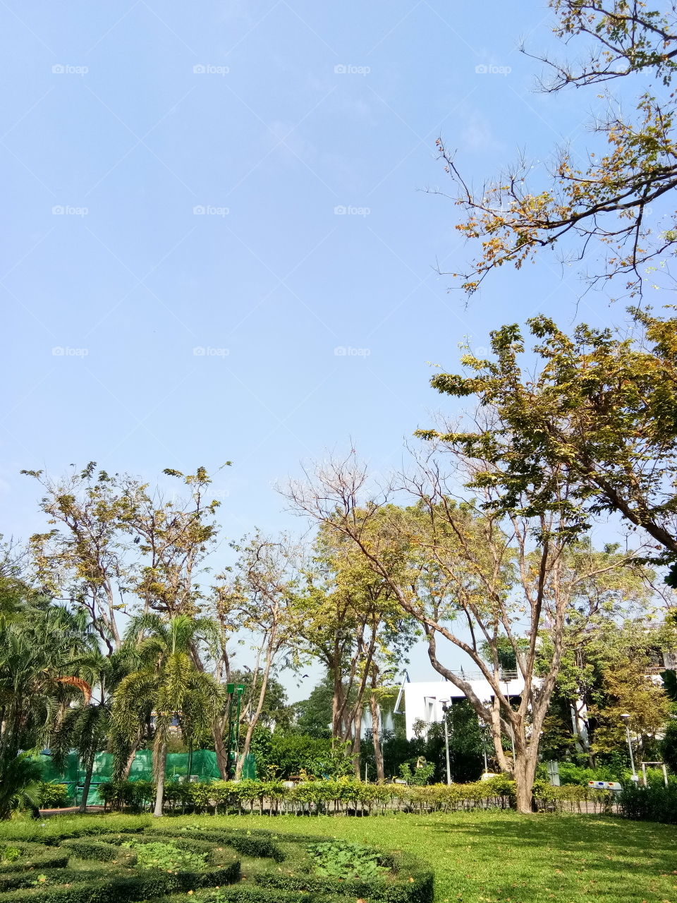 tree
park
garden
view
greenery
green
beautiful
sky
flower
sala thai
ruen thai
home