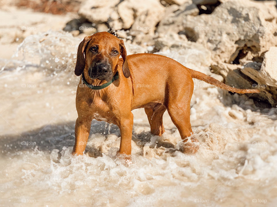 Rhodesian Ridgeback 🤩