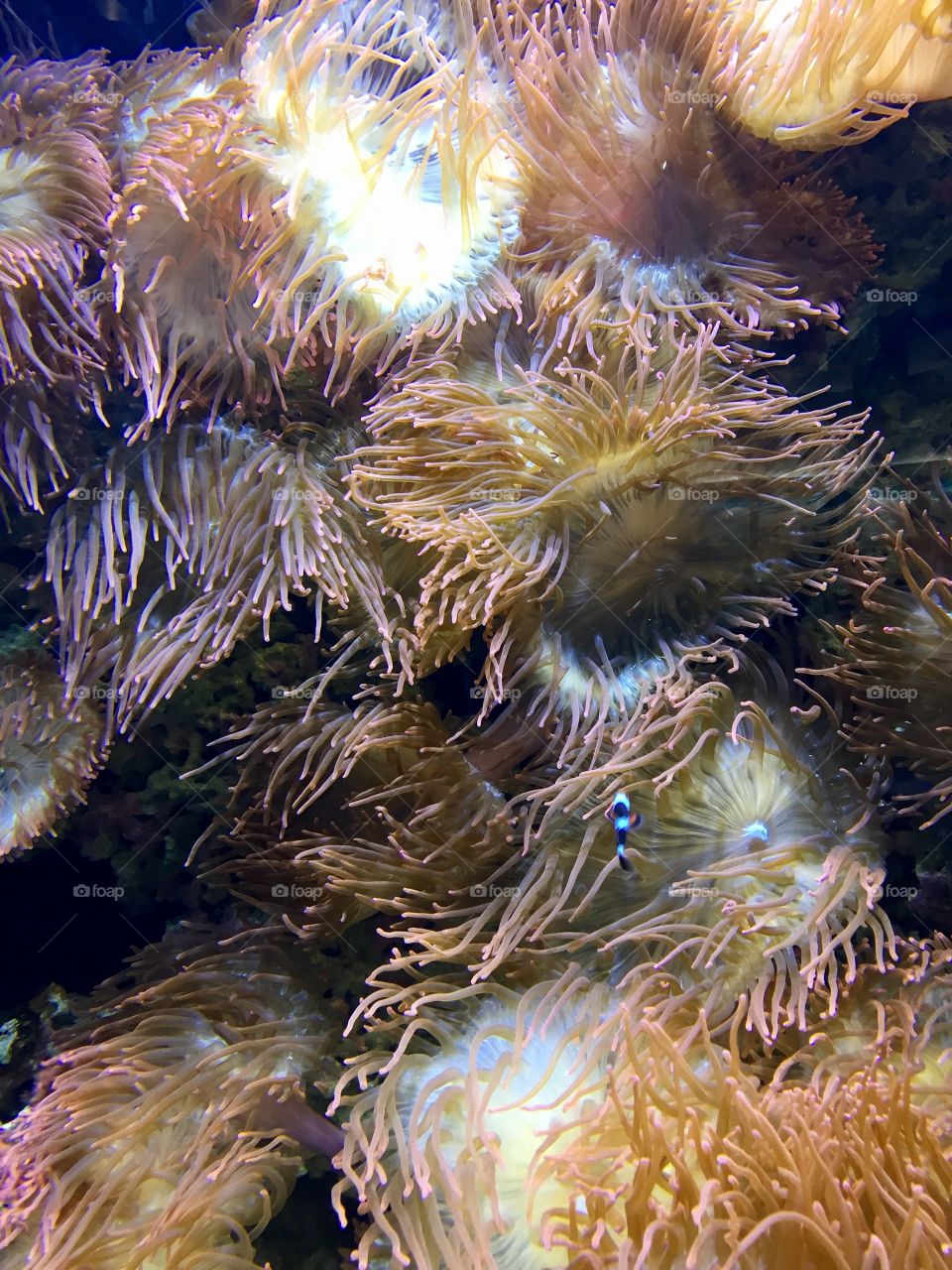 Sea Anemones